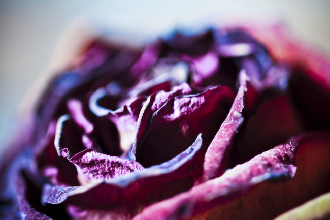 Wallhausen, Germany - GPS 49.214152, 10.071163 - Canon EOS 7D + Canon EF 100mm f/2.8 Macro USM -  - 1/100 - f/2.8 - ISO100