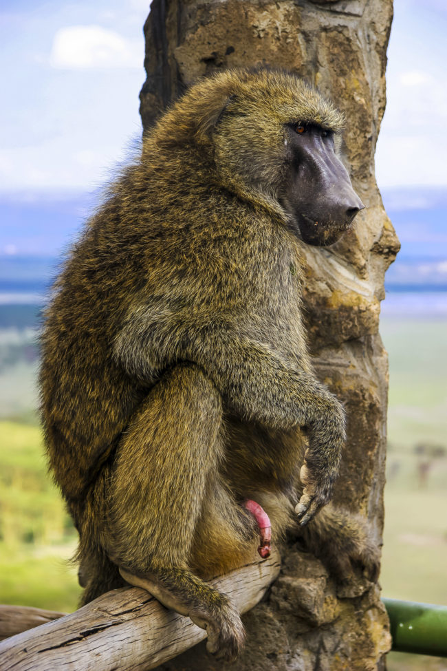 Lake Nakuru, Kenya - GPS -0.310855, 36.083425 - Canon EOS 20D + Canon EF-S 17-85mm f/4-5.6 IS USM & Canon EF 70-300mm f/4-5.6 IS USM -  - 0/1 - f/8.0 - ISO100