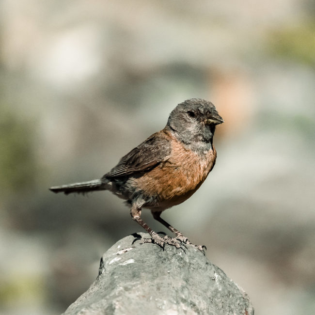 San Gabriel, Chile - GPS -33.648092, -70.058295 - Sony A7III + SONY FE 70-300mm F4.5-5.6 G OSS - 300mm - 1/8000 - f/5.6 - ISO5000