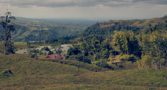 Guayacán, Costa Rica - GPS 10.032693, -83.550213 - Panasonic Lumix DMC-GH5 + LUMIX G VARIO 12-35/F2.8 - 70mm - 1/125 - f/8.0 - ISO100