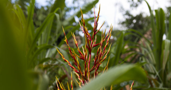 Mokupapa Ahupua`a, Hawaii - GPS 20.910533, -156.243730 - Canon EOS 7D + Sigma 17-50mm, F2,8 EX DC OS HSM -  - 1/100 - f/2.8 - ISO100