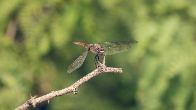 Puerto Culebra, Costa Rica - GPS 10.639795, -85.642105 - Panasonic Lumix GX8 + LUMIX G VARIO 35-100/F2.8 - 200mm - 1/400 - f/3.5 - ISO640