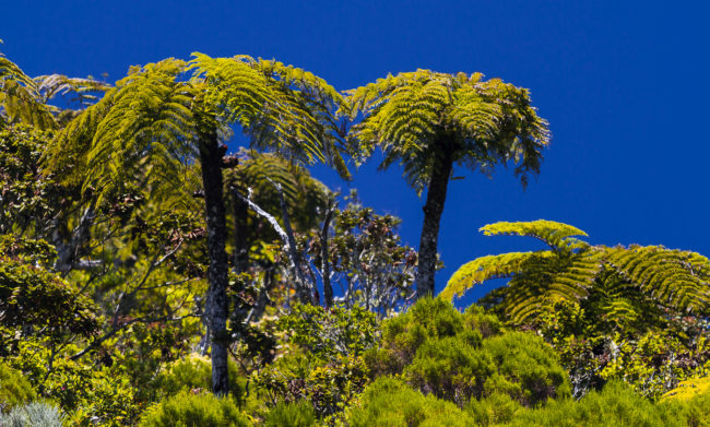 Maison Henou, Ile De La Reunion - GPS -21.163050, 55.590692 - Canon EOS 7D + Canon EF 70-200mm f/4 USM L IS -  - 1/160 - f/4.0 - ISO100