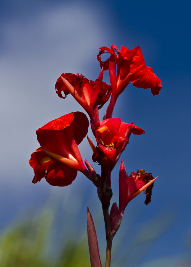 Honomanü Ahupua`a, Hawaii - GPS 20.869057, -156.178445 - Canon EOS 7D + Canon EF 70-200mm f/4 USM L IS -  - 1/400 - f/5.6 - ISO100