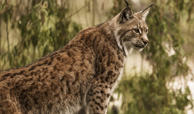 Kaltbrunn, Germany - GPS 47.742033, 9.046845 - Canon EOS 7D + Canon EF 70-200mm f/4 USM L IS -  - 1/60 - f/4.0 - ISO320