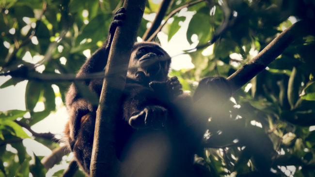 Manuel Antonio, Costa Rica - GPS 9.381822, -84.145017 - Panasonic Lumix DMC-GH5 + LEICA DG 100-400/F4.0-6.3 - 360mm - 1/800 - f/6.3 - ISO3200