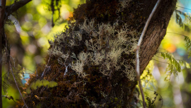 Premier Village, Ile De La Reunion - GPS -21.121465, 55.626483 - Canon EOS 7D + Sigma 17-50mm, F2,8 EX DC OS HSM -  - 1/50 - f/2.8 - ISO100