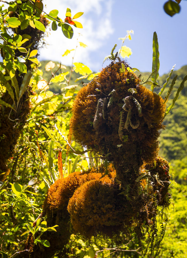 Premier Village, Ile De La Reunion - GPS -21.121465, 55.626483 - Canon EOS 7D + Sigma 17-50mm, F2,8 EX DC OS HSM -  - 1/125 - f/2.8 - ISO100