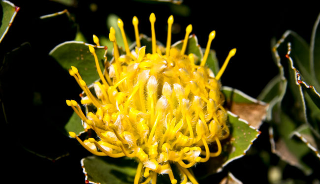 Cape Peninsula National Park, South Africa - GPS -34.352877, 18.483800 - Canon EOS 20D + Canon EF-S 17-85mm f/4-5.6 IS USM -  - 1/100 - f/8.0 - ISO100