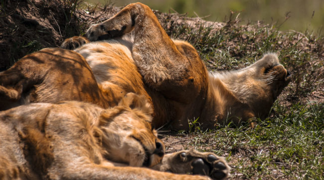Keekorok, Kenya - GPS -1.601392, 35.299415 - Canon EOS 20D + Canon EF-S 17-85mm f/4-5.6 IS USM -  - 1/100 - f/8.0 - ISO100