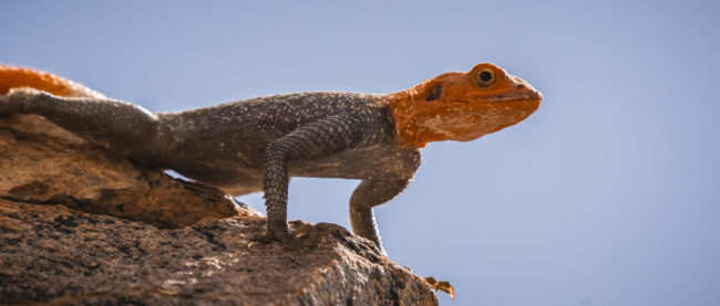 Nauchas, Namibia - GPS -23.602047, 16.360864 - Sony A6500 + SONY FE 100-400mm F4.5-5.6 G Master + SONY SEL14TC - 840mm - 1/500 - f/9.0 - ISO800