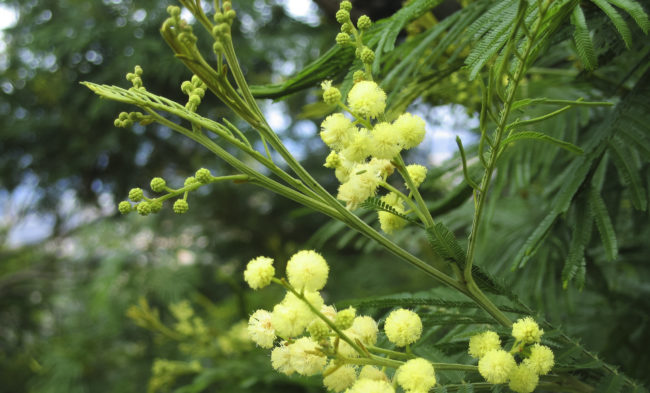 Terreiro da Luta, Portugal - GPS 32.689033, -16.901655 - Canon EOS 7D + Canon EF-S 17-85mm f/4-5.6 IS USM -  - 0/1 - f/8.0 - ISO100