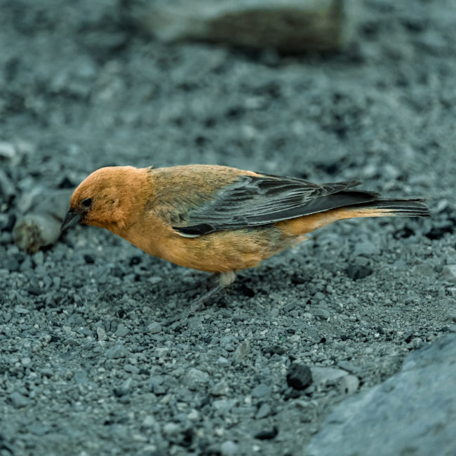 Campamento Embalse El Yeso, Chile - GPS -33.648057, -70.058353 - Sony A7III + SONY FE 70-300mm F4.5-5.6 G OSS - 300mm - 1/1000 - f/5.6 - ISO5000
