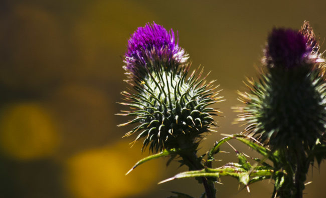 Curral das Freiras, Portugal - GPS 32.734607, -16.929152 - Canon EOS 20D + Canon EF-S 17-85mm f/4-5.6 IS USM -  - 1/100 - f/8.0 - ISO100
