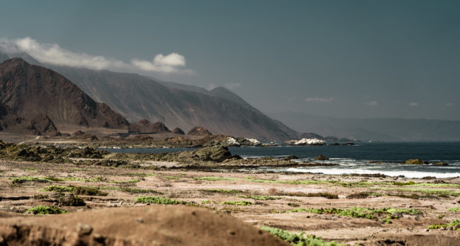 Estancia Vieja, Chile - GPS -25.179807, -70.439975 - Sony A7III + SONY FE 24-105mm, F4 G OSS - 105mm - 1/400 - f/4.0 - ISO100