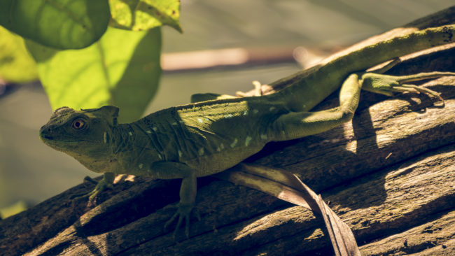Cahuita, Costa Rica - GPS 9.735833, -82.838557 - Panasonic Lumix DMC-GH5 + LEICA DG 100-400/F4.0-6.3 - 800mm - 1/60 - f/6.3 - ISO400