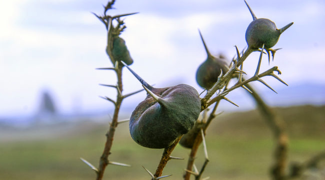 Longonot, Kenya - GPS -0.837077, 36.363233 - Canon EOS 20D + Canon EF-S 17-85mm f/4-5.6 IS USM -  - 1/100 - f/8.0 - ISO100