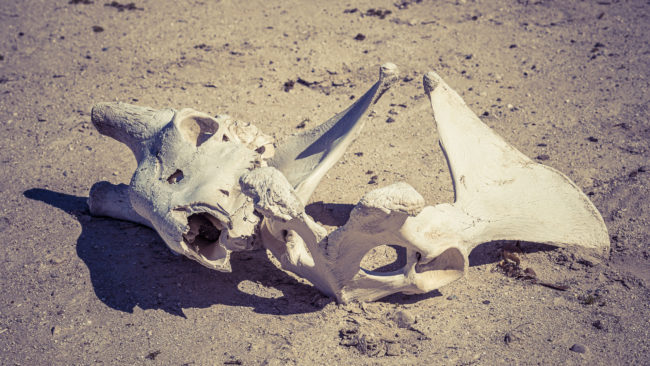 Otjovasandu, Namibia - GPS -19.075463, 14.732553 - Sony A6500 + SONY FE 24-105mm, F4 G OSS - 115mm - 1/2500 - f/5.6 - ISO320