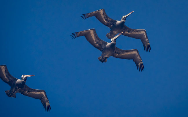 Navidad, Chile - GPS -33.914758, -71.845773 - Panasonic Lumix GX8 + Panasonic Leica DG Vario-Elmar 100-400mm f/4-6.3 ASPH - 256mm - 1/1600 - f/6.3 - ISO1600