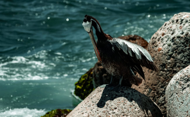 Recreo, Chile - GPS -33.028502, -71.586930 - Panasonic Lumix GX8 + Panasonic Leica DG Vario-Elmar 100-400mm f/4-6.3 ASPH - 800mm - 1/640 - f/6.3 - ISO800