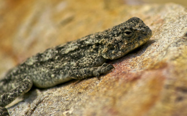 Pearly Beach, South Africa - GPS -34.662387, 19.487687 - Canon EOS 20D + Canon EF-S 17-85mm f/4-5.6 IS USM -  - 1/100 - f/8.0 - ISO100
