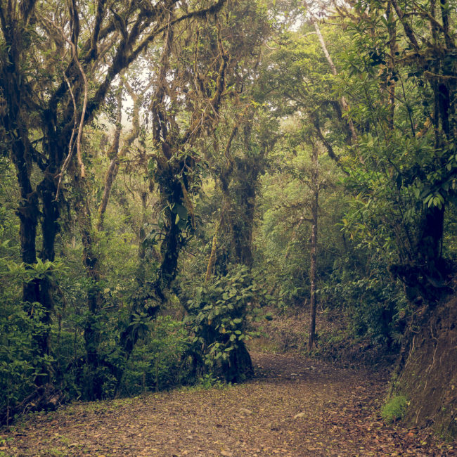 Bureal, Costa Rica - GPS 10.136938, -84.562653 - Panasonic Lumix DMC-GH5 + LUMIX G VARIO 12-35/F2.8 - 46mm - 1/50 - f/2.8 - ISO200