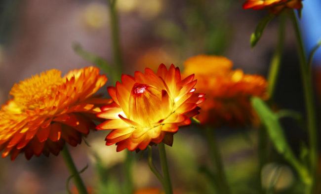 Estreito de Câmara de Lobos, Portugal - GPS 32.655958, -17.007198 - Canon EOS 20D + Canon EF-S 17-85mm f/4-5.6 IS USM -  - 1/100 - f/8.0 - ISO100