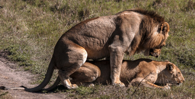 Maasai Mara, Kenya - GPS -1.577025, 35.317268 - Canon EOS 20D + Canon EF-S 17-85mm f/4-5.6 IS USM & Canon EF 70-300mm f/4-5.6 IS USM -  - 0/1 - f/8.0 - ISO100