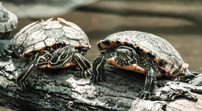 Pedro De Valdivia Norte, Chile - GPS -33.429863, -70.634125 - Sony A7III + SONY FE 70-300mm F4.5-5.6 G OSS - 300mm - 1/800 - f/5.6 - ISO2000