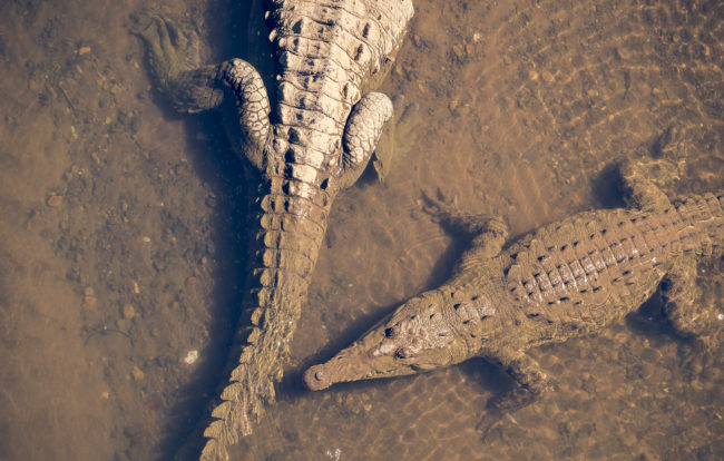Capulín, Costa Rica - GPS 9.800892, -84.606145 - Panasonic Lumix DMC-GH5 + LEICA DG 100-400/F4.0-6.3 - 200mm - 1/60 - f/8.0 - ISO400