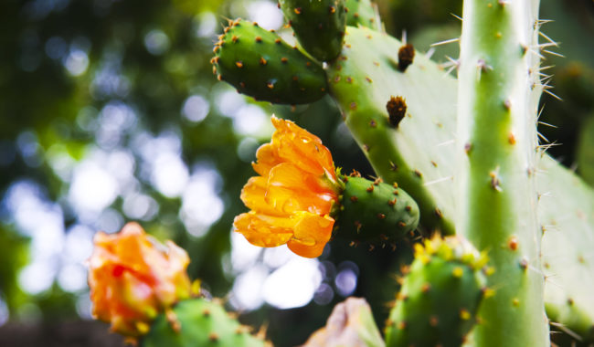 Ribeiro Frio, Portugal - GPS 32.714005, -16.887317 - Canon EOS 7D + Canon EF-S 17-85mm f/4-5.6 IS USM -  - 0/1 - f/8.0 - ISO100