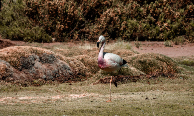 Machuca, Chile - GPS -22.603538, -68.063953 - Panasonic Lumix GX8 + Panasonic Leica DG Vario-Elmar 100-400mm f/4-6.3 ASPH - 800mm - 1/250 - f/6.3 - ISO200