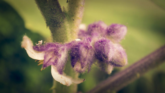 Río Segundo, Costa Rica - GPS 10.254447, -84.271790 - Panasonic Lumix DMC-GH5 + Panasonic Lumix G Vario 12-35mm/2,8 OIS - 70mm - 1/400 - f/2.8 - ISO400