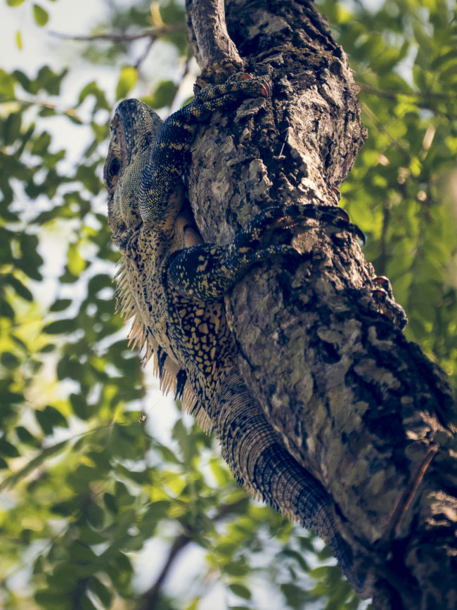 Pigres, Costa Rica - GPS 9.803947, -84.615148 - Panasonic Lumix DMC-GH5 + LEICA DG 100-400/F4.0-6.3 - 800mm - 1/500 - f/6.3 - ISO1600