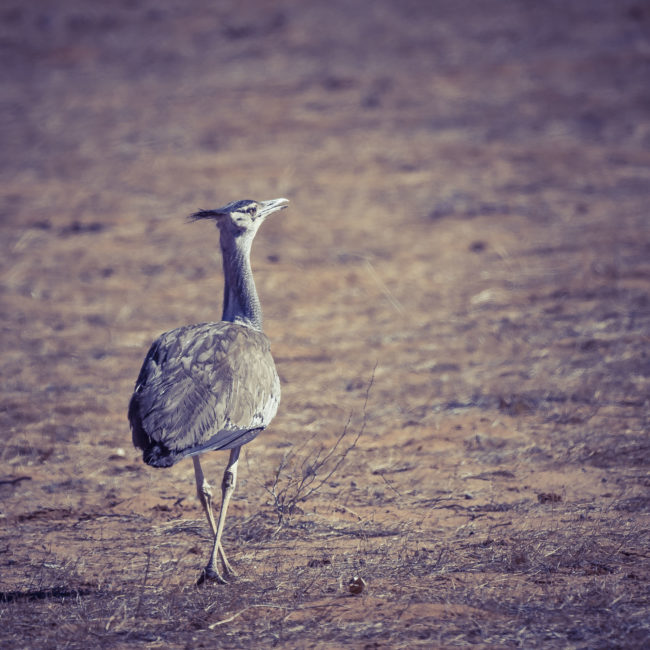 Otjovasandu, Namibia - GPS -19.134714, 14.617798 - Sony A7III + SONY FE 100-400mm F4.5-5.6 G Master + SONY SEL14TC - 560mm - 1/400 - f/8.0 - ISO320