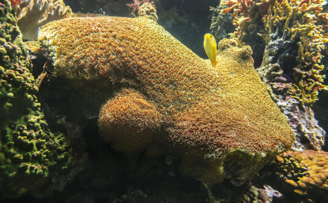 Santa Maria dos Olivais, Portugal - GPS 38.763333, -9.093612 - Panasonic GH4 + Panasonic LEICA DG SUMMILUX 12mm f1.4 - 24mm - 1/60 - f/4.0 - ISO400