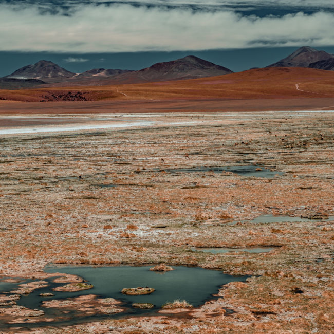 Lagunita, Chile - GPS -22.535008, -68.039540 - Sony A7III + SONY FE 24-105mm, F4 G OSS - 86mm - 1/640 - f/4.0 - ISO100