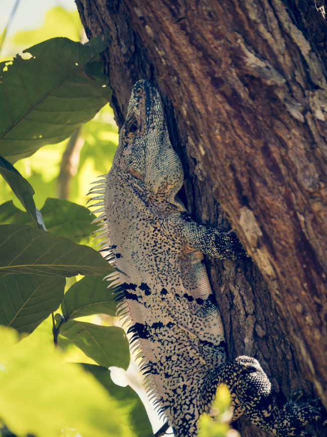 Pigres, Costa Rica - GPS 9.803938, -84.615223 - Panasonic Lumix DMC-GH5 + Panasonic Leica DG Vario-Elmar 100-400mm f/4-6.3 ASPH - 560mm - 1/80 - f/5.6 - ISO400