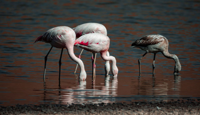 Machuca, Chile - GPS -22.609343, -68.060733 - Panasonic Lumix GX8 + Panasonic Leica DG Vario-Elmar 100-400mm f/4-6.3 ASPH - 800mm - 1/400 - f/6.3 - ISO200