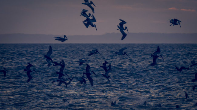 Agujas, Costa Rica - GPS 9.726663, -84.650773 - Panasonic Lumix DMC-GH5 + LEICA DG 100-400/F4.0-6.3 - 800mm - 1/200 - f/6.3 - ISO1600