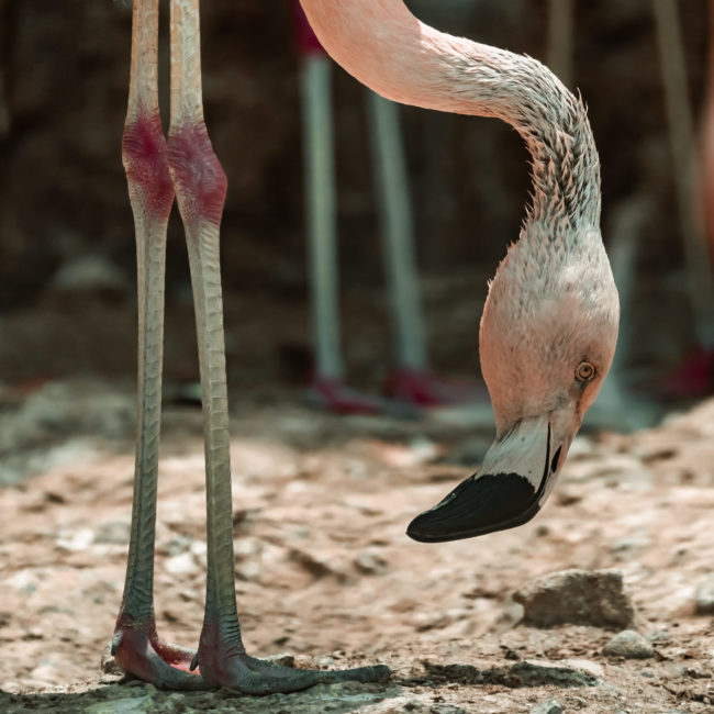 Barrio Bellavista, Chile - GPS -33.429863, -70.634125 - Sony A7III + SONY FE 70-300mm F4.5-5.6 G OSS - 300mm - 1/3200 - f/5.6 - ISO2000