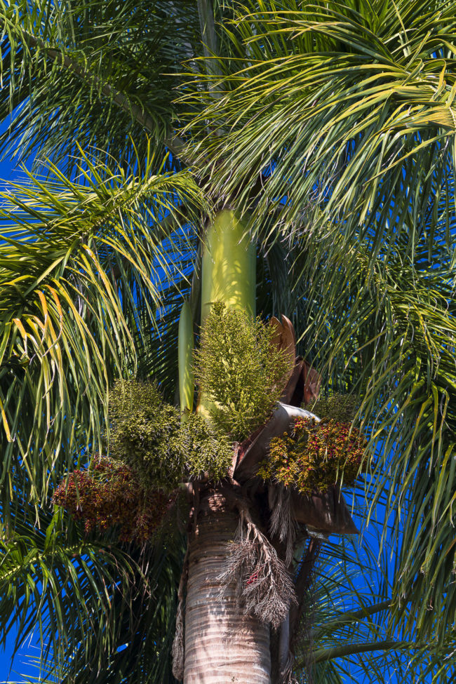 Wailua Ahupua`a, Hawaii - GPS 19.903862, -155.135008 - Canon EOS 7D + Canon EF 70-200mm f/4 USM L IS -  - 1/160 - f/4.0 - ISO100