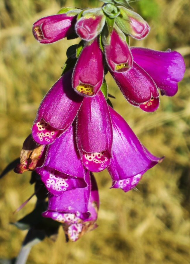 Curral das Freiras, Portugal - GPS 32.732412, -16.928645 - Canon EOS 7D + Canon EF-S 17-85mm f/4-5.6 IS USM -  - 0/1 - f/8.0 - ISO100