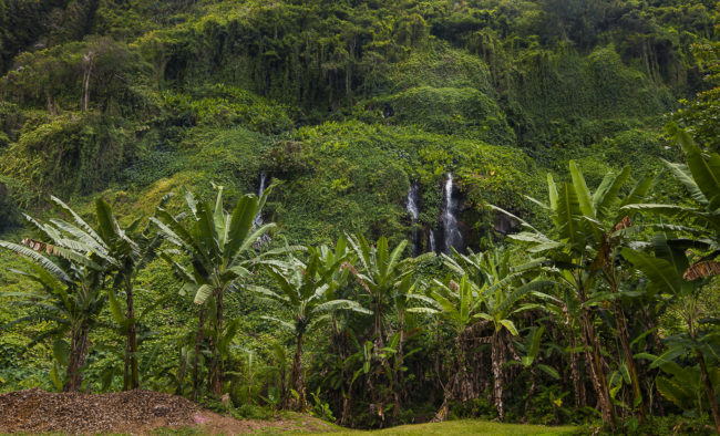 Bois Blanc, Ile De La Reunion - GPS -21.184525, 55.826468 - Canon EOS 7D + Tokina AF 11-16mm f/2.8 AT-X Pro DX -  - 1/50 - f/5.6 - ISO100