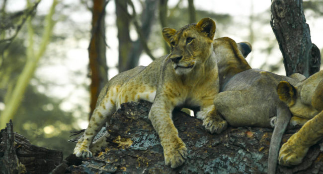 Lake View Estate, Kenya - GPS -0.310855, 36.083425 - Canon EOS 20D + Canon EF-S 17-85mm f/4-5.6 IS USM -  - 1/100 - f/8.0 - ISO100