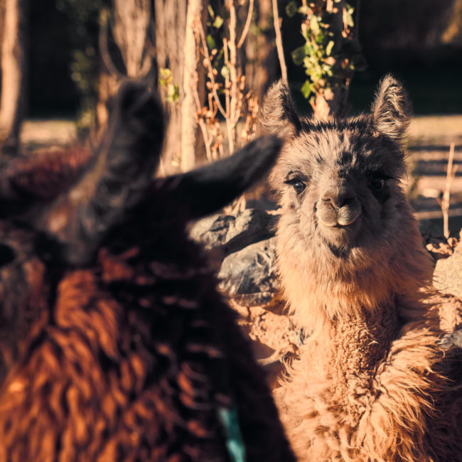 Antofagasta de la Sierra, Argentina - GPS -26.475223, -67.264848 - Sony A7III + SONY FE 24-105mm, F4 G OSS - 105mm - 1/1000 - f/7.1 - ISO2500