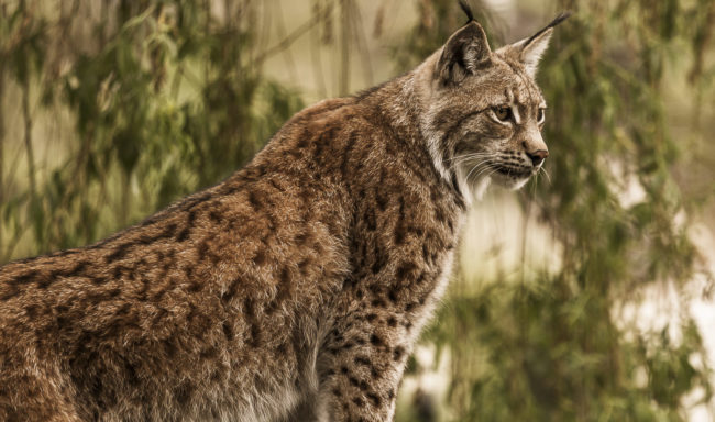 Kaltbrunn, Germany - GPS 47.742033, 9.046845 - Canon EOS 7D + Canon EF 70-200mm f/4 USM L IS -  - 1/60 - f/4.0 - ISO320