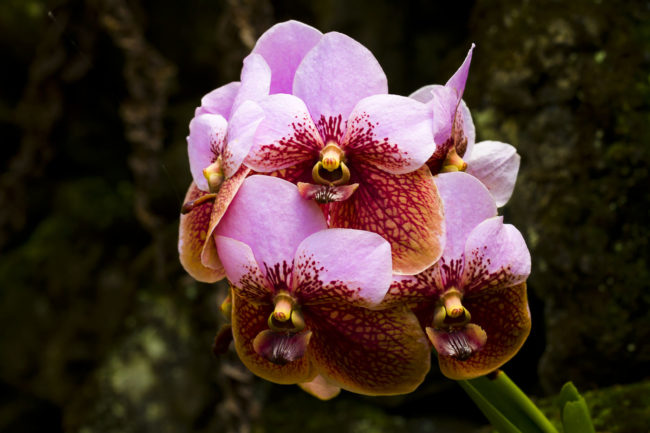 Wailua Ahupua`a, Hawaii - GPS 19.903182, -155.135102 - Canon EOS 7D + Canon EF 70-200mm f/4 USM L IS -  - 1/25 - f/8.0 - ISO100