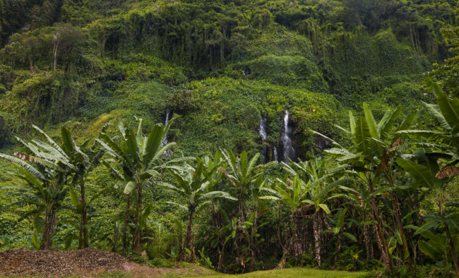 Bois-Blanc, Réunion - GPS -21.184525, 55.826468 - Canon EOS 7D + Tokina AF 11-16mm f/2.8 AT-X Pro DX -  - 1/50 - f/5.6 - ISO100