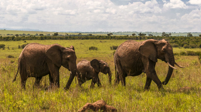Talek, Kenya - GPS -1.497403, 35.169983 - Canon EOS 20D + Canon EF-S 17-85mm f/4-5.6 IS USM -  - 1/100 - f/8.0 - ISO100